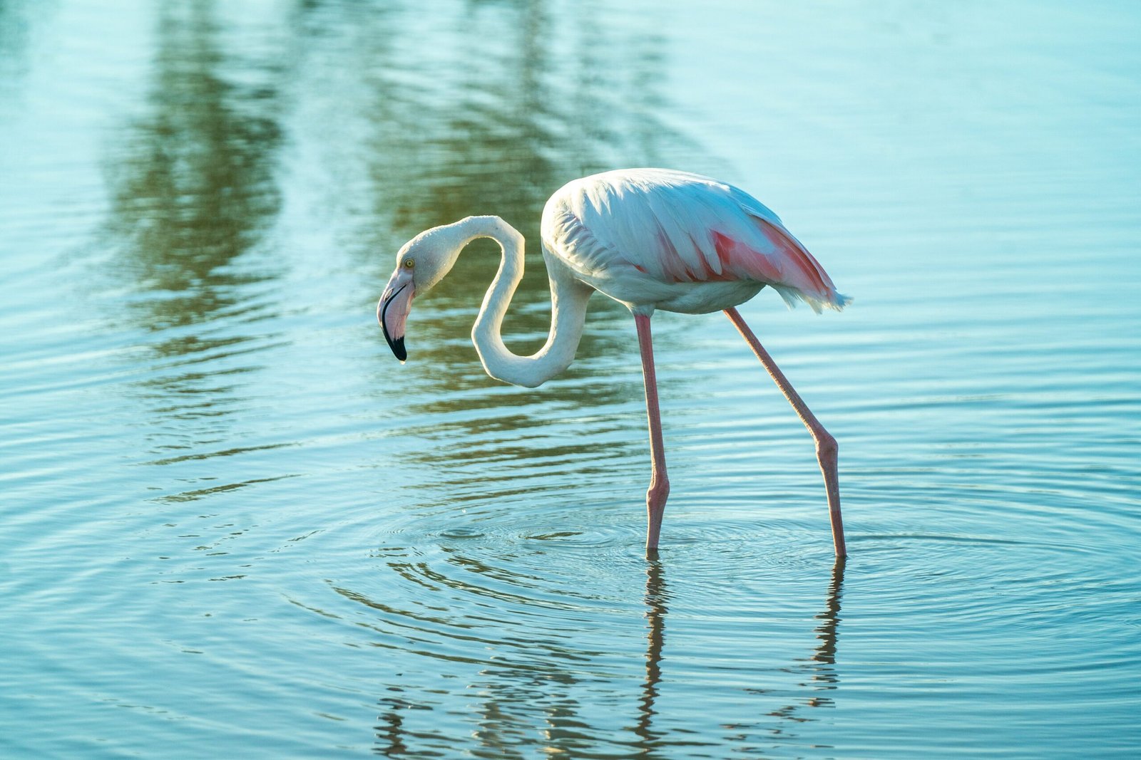 A greater flamingo at Ras Al Khor Wildlife Sanctuary